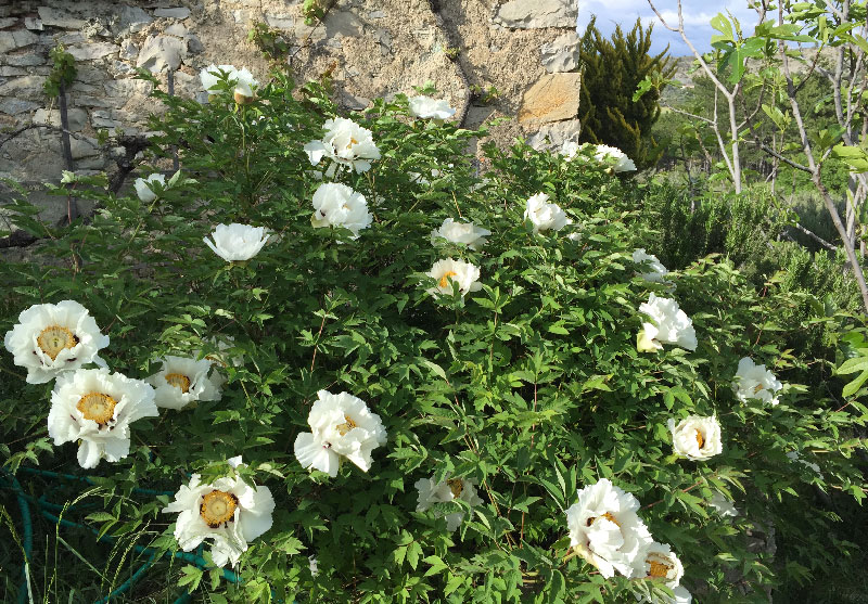 une pivoine arborescente